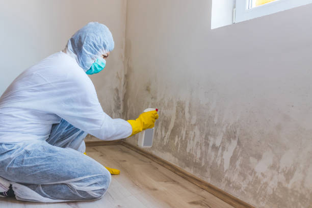 Licensed Mold Remediation service in Franklin, VA - Car Mold Remediation