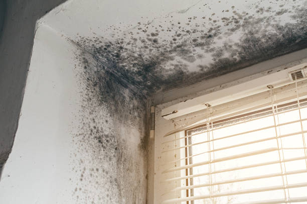 Affordable Mold Remediation solutions in Franklin, VA
